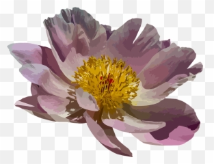 Peony Blossom Bloom - Water Lily Png,Peonies Png