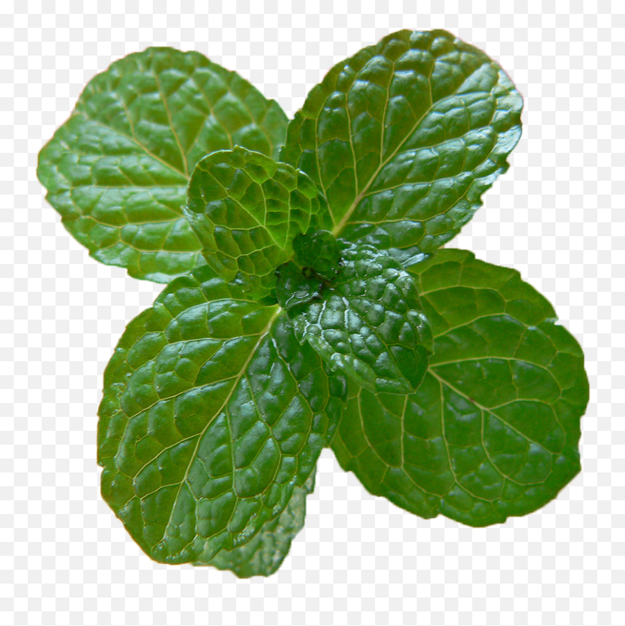 Download Peppermint Png Image With - Mint,Peppermint Png