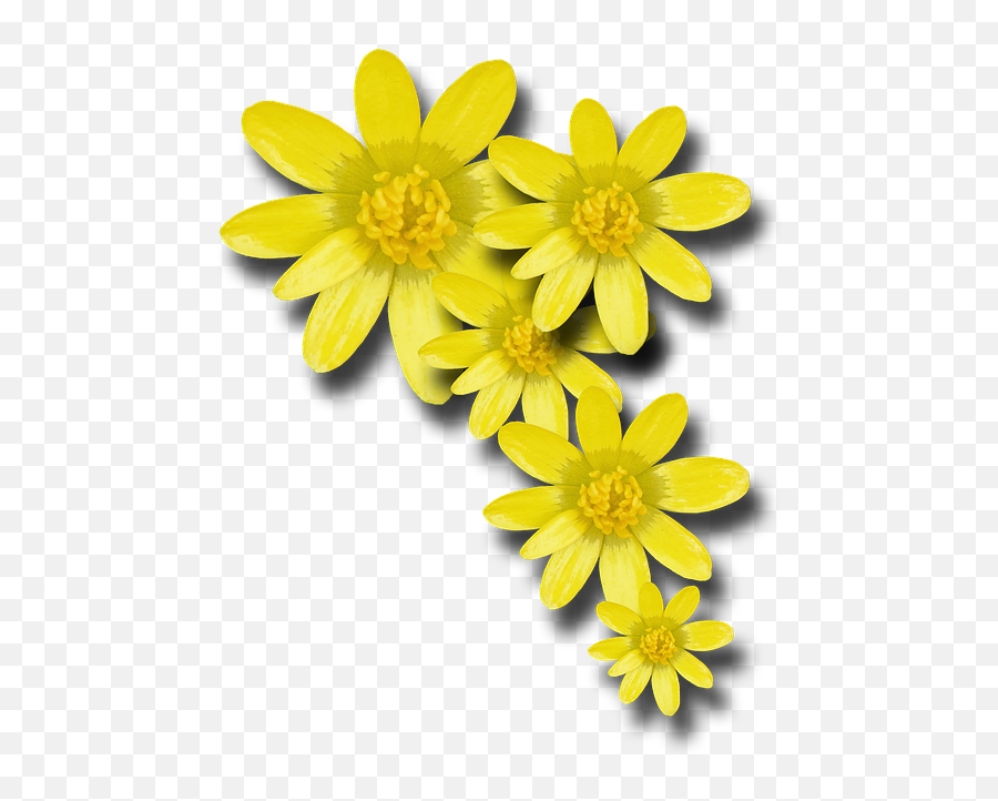 Png V - Yellow Spring Flower Png,Yellow Flower Png