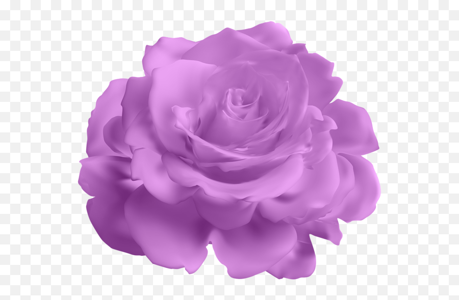 Lavender Purple Rose Png Free - Blue Flower Transparent Background,Purple Rose Png