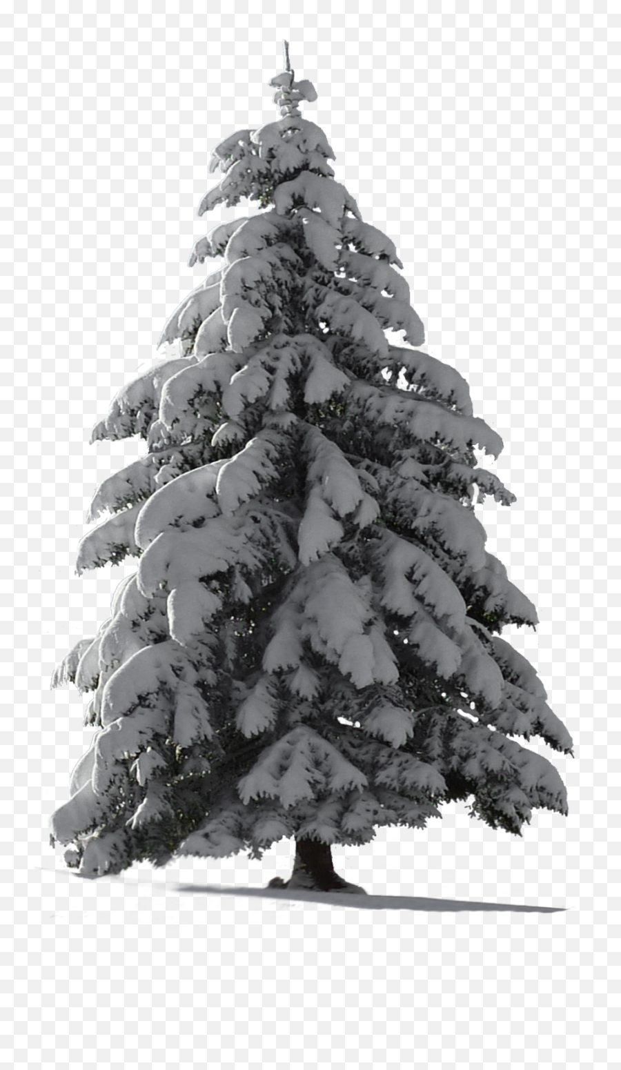 Christmas Tree Snow Png 2 Image - Snow Pine Tree Png,Christmas Snow Png