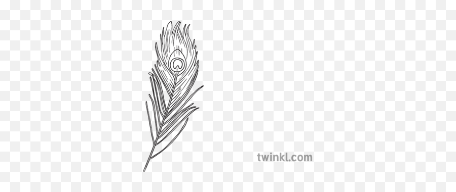 Ks1 Peacock Feather Black And White Illustration - Twinkl Sketch Png,Peacock Feather Png