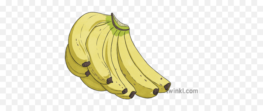 8 Bananas Illustration - Twinkl Saba Banana Png,Bananas Png