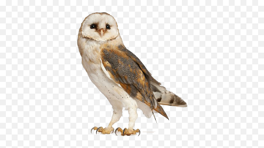 Barn Owl Png Free Download - Transparent Barn Owl Png,Barn Owl Png