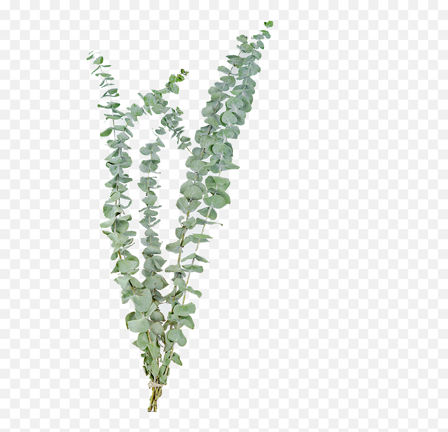 Eucalyptus Leaves Png - Transparent Dried Flowers Png,Eucalyptus Leaves Png