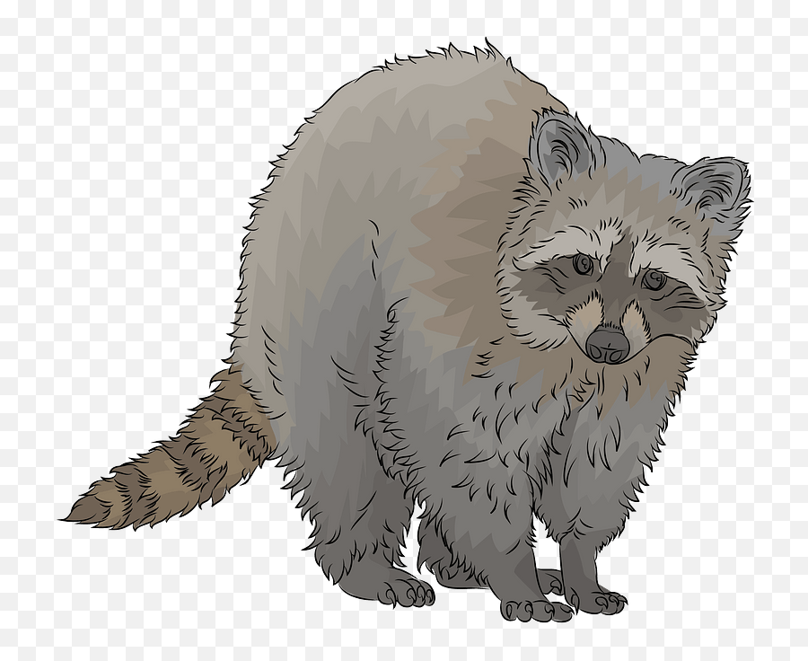 Raccoon Clipart Free Download Transparent Png Creazilla - Domestic Cat,Raccoon Transparent