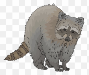 Raccoon Clipart Free Download Transparent Png Creazilla - Domestic Cat,Raccoon Transparent