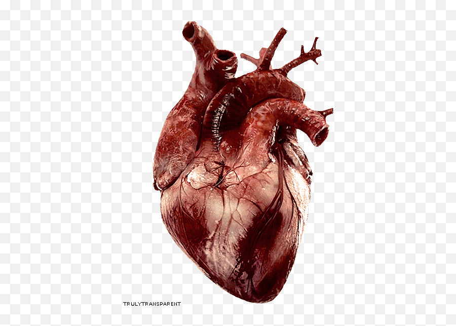 Collection Of Free Transparent Heart Hum 741561 - Png Transparent Real Heart Gif,Heart Gif Png