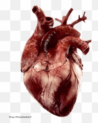 Collection Of Free Transparent Heart Hum 741561 - PNG Real Gif