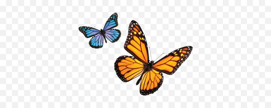 Download Butterfly Free Png Transparent Image And Clipart - Green Butterfly Png,Flying Butterfly Png