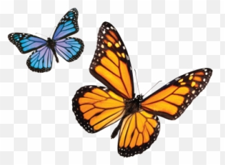 Download Butterfly Free Png Transparent Image And Clipart - Green Butterfly Png