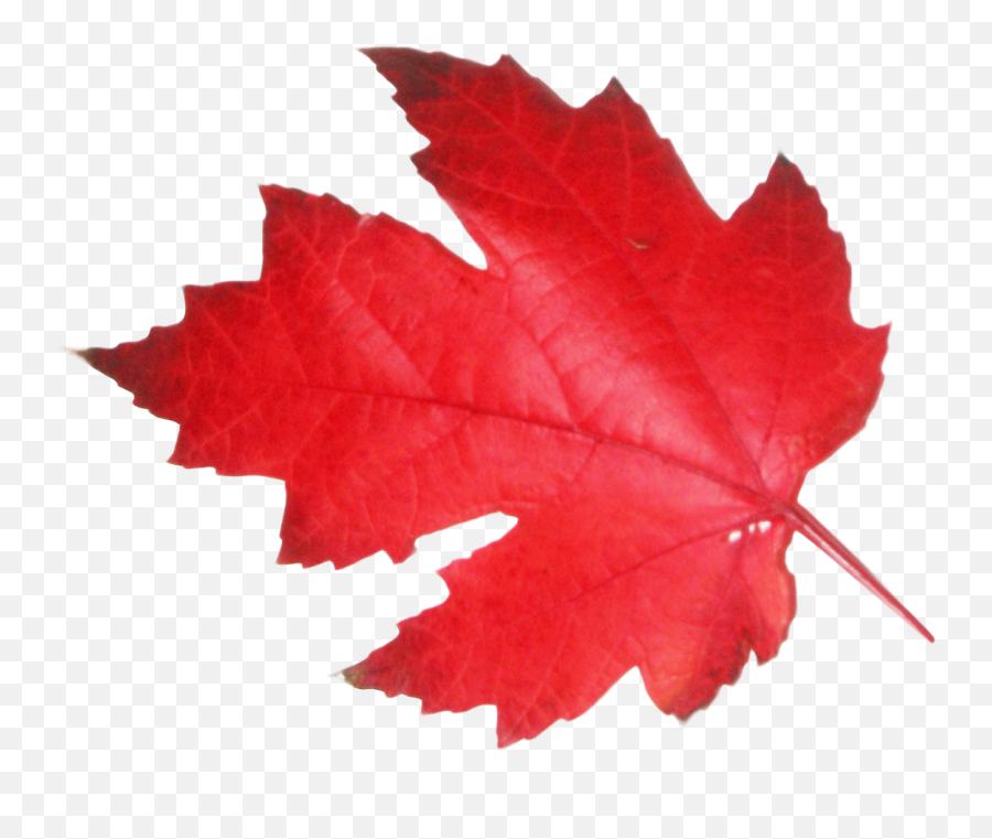 Download Maple Leaf Png Image For Free Transparent Background