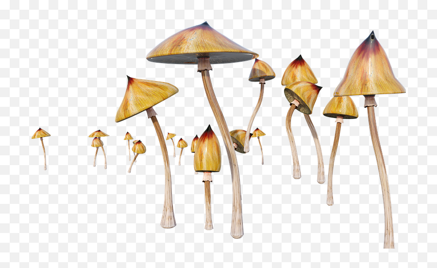 Mushrooms Psychedelic Cubensis - Free Image On Pixabay Wild Mushroom Png,Trippy Png