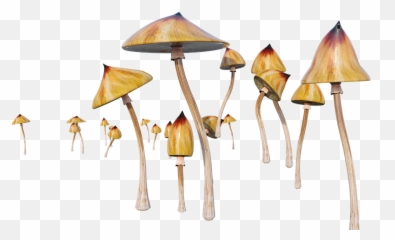 Mushrooms Psychedelic Cubensis - Free Image On Pixabay Wild Mushroom Png,Trippy Png