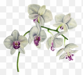 Orchid Watercolor Painting Carry - All Pouch Orchid Flower Watercolor Png,Orchid Png