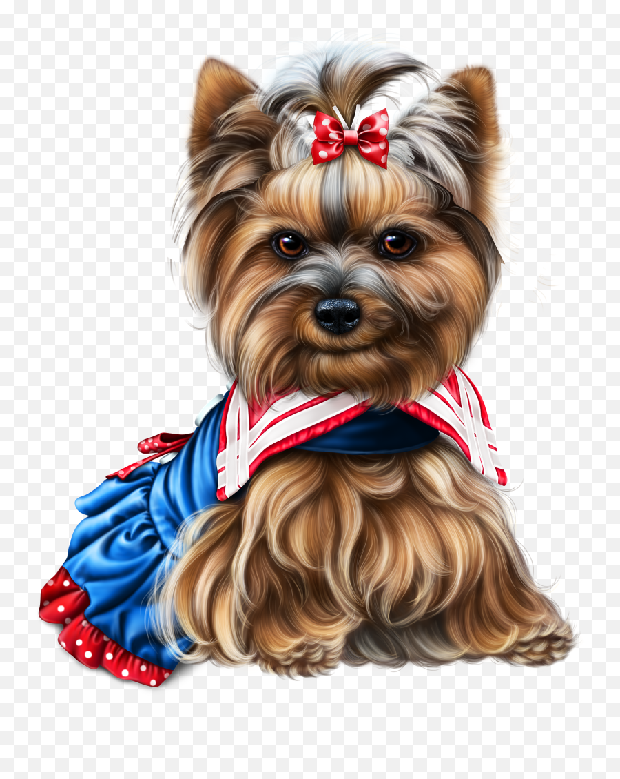 Yorkie - 4thofjuly8 U2014 Imgbb In 2020 Yorkie Little 4th Of July Yorkie Gif Png,Yorkie Png