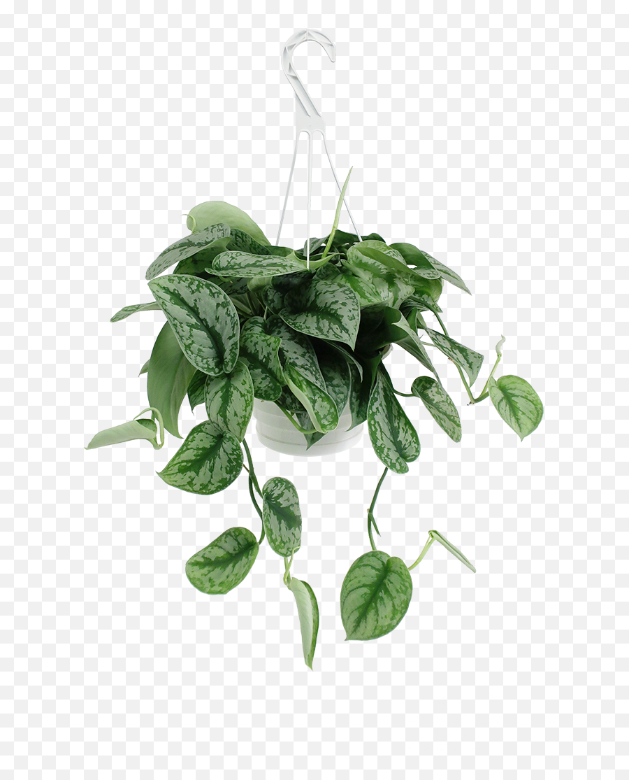 Scindapsus Silver Satin Hanging Basket - For Indoor Png,Hanging Vines Png