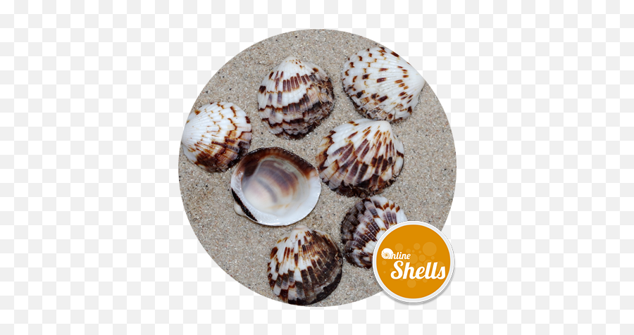 Download Tawny Owl Clam - Shell Full Size Png Image Pngkit Collection,Clam Png