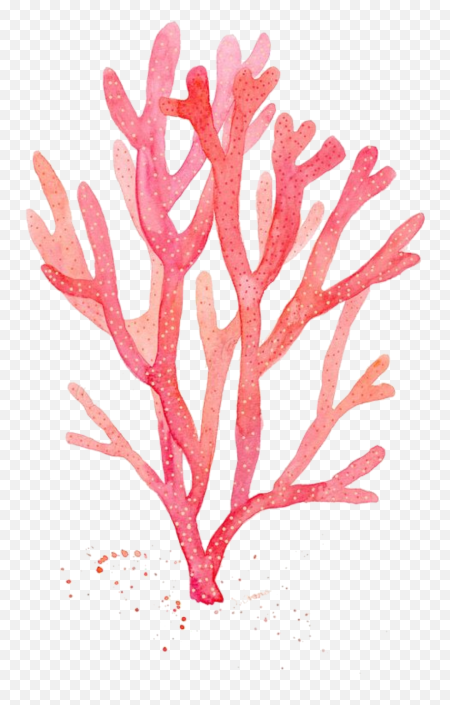 Download Red Coral Watercolor Painting Drawing Algae - Red Seaweed Drawing Png,Coral Transparent