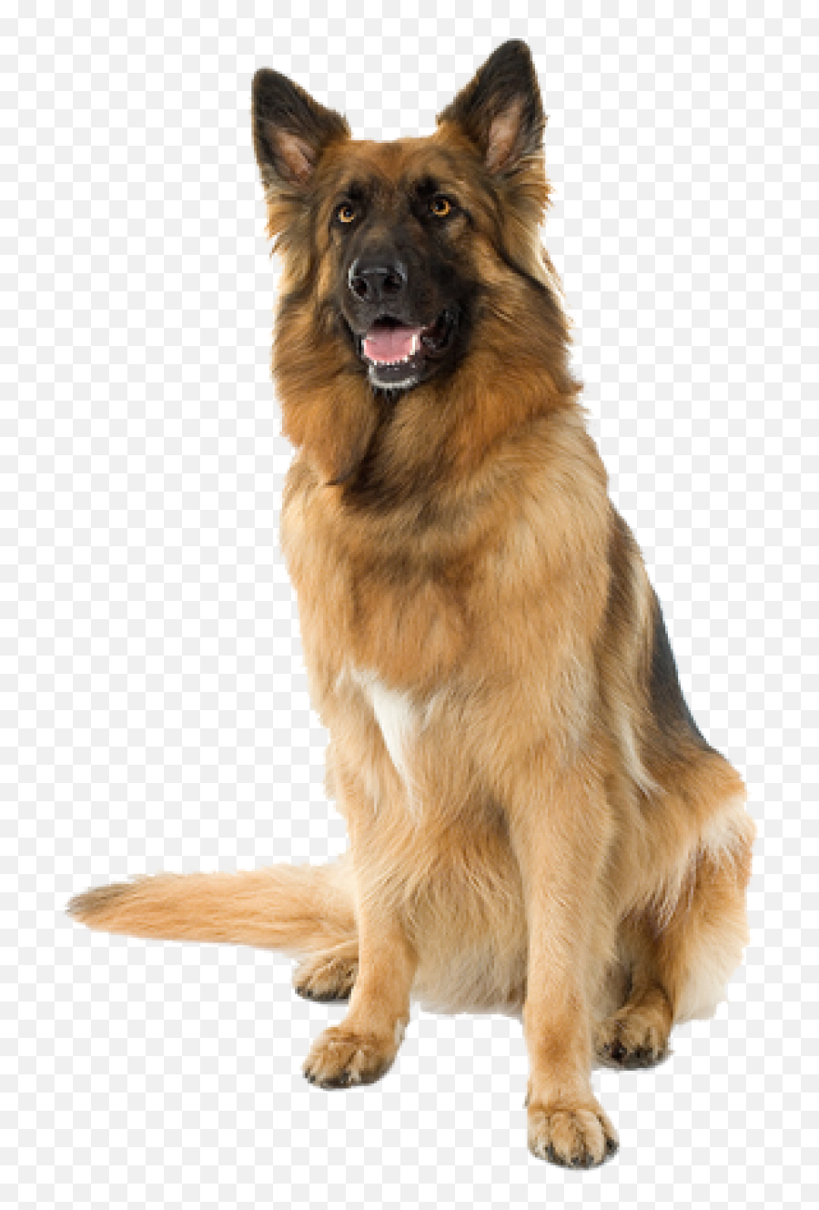 Large Sitting Dog Png Image - German Shepherd Transparent Background,Dog Sitting Png