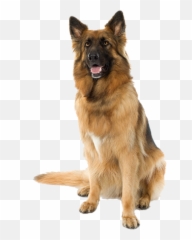 Large Sitting Dog Png Image - German Shepherd Transparent Background,Dog Sitting Png