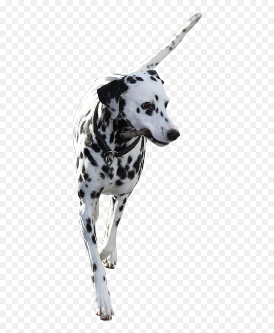 Week 801 Dalmatian In Photoshop Contest Png