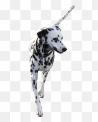 Week 801 Dalmatian In Photoshop Contest Png