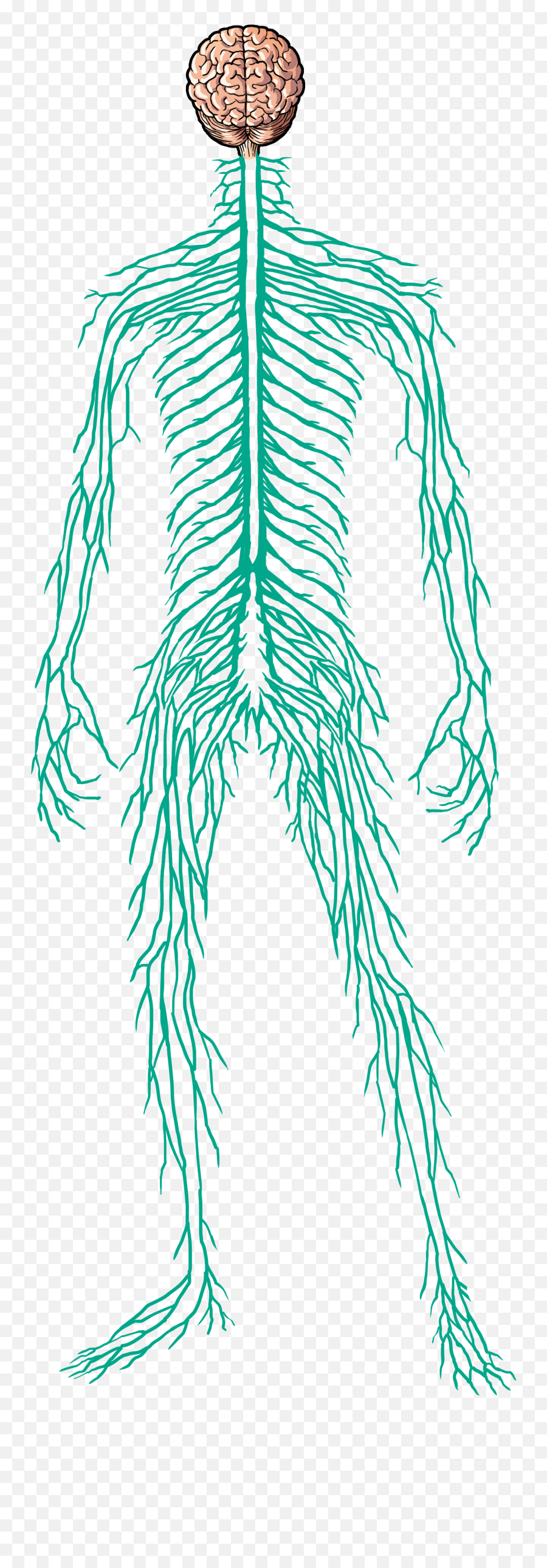 Download Hd Male Nervous System - Dot Png,Nervous System Icon