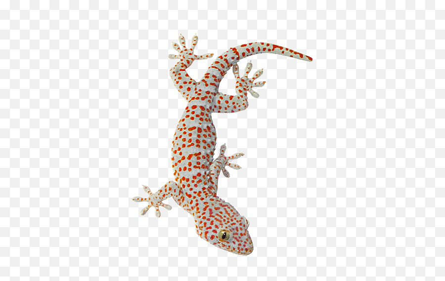 Download Hd Tokay Gecko Lizard Animals Of Southeast Asia - Gecko Tokay Png,Lizard Transparent Background