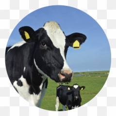 Ganado Bovino U2014 Aditivos Energizantes - Dairy Cow Png,Vaca Png