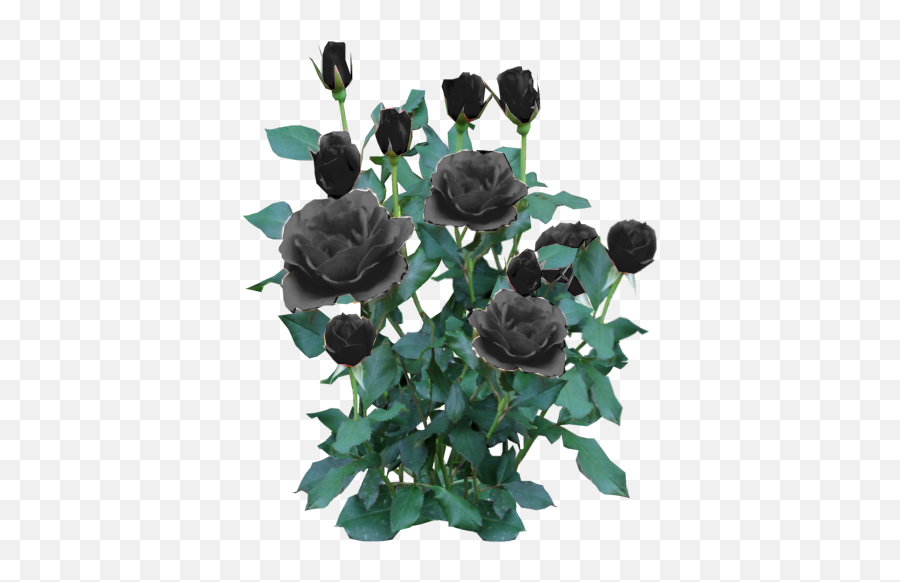 Script Library - Rose Flower Plant Png,Black Rose Png