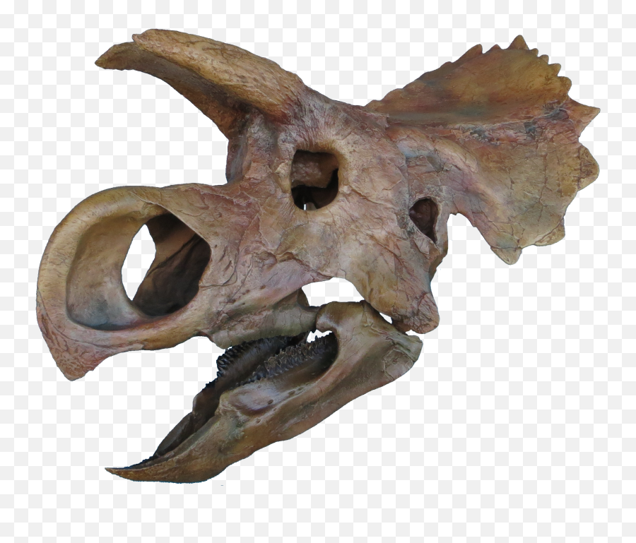 Triebold Appropriately Headquartered Png Dinosaur Skull
