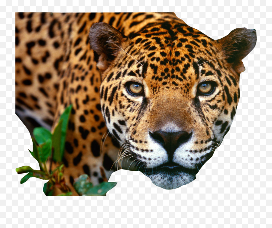 Jaguar Png Images Free Download - Jaguar Png,Close Png