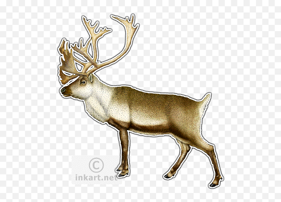 4570book - Drawing Png,Caribou Png