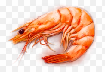 Png Shrimp 4 Image - Shrimps Meaning In Hindi,Shrimp Png