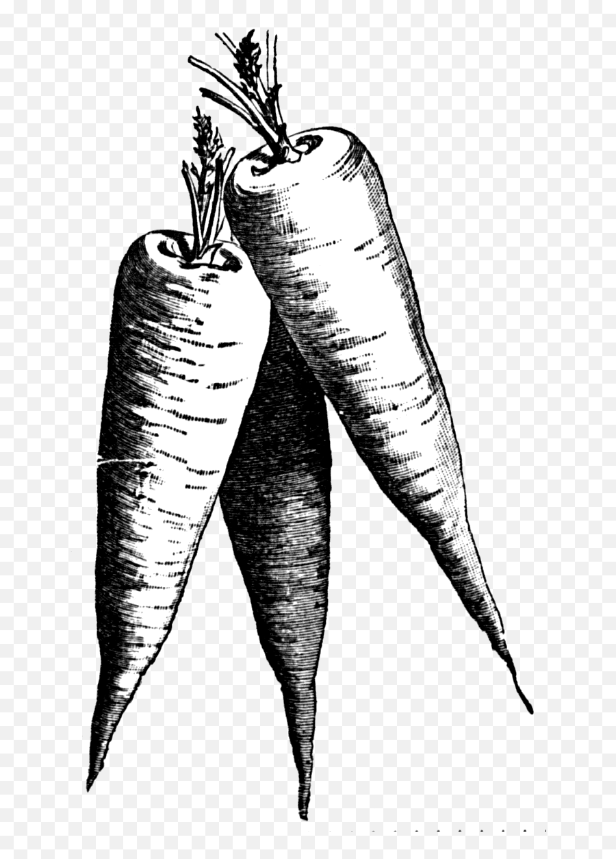 Clipart Vegetables Carrot - Carrots Clip Art Black And White Png,Carrots Png