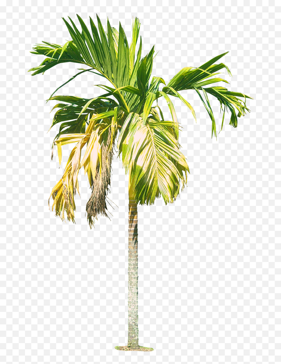 Royal Palm Tree Hd Png 43061 - Free Icons And Png Backgrounds Watercolor Palm Tree Png,Palm Png
