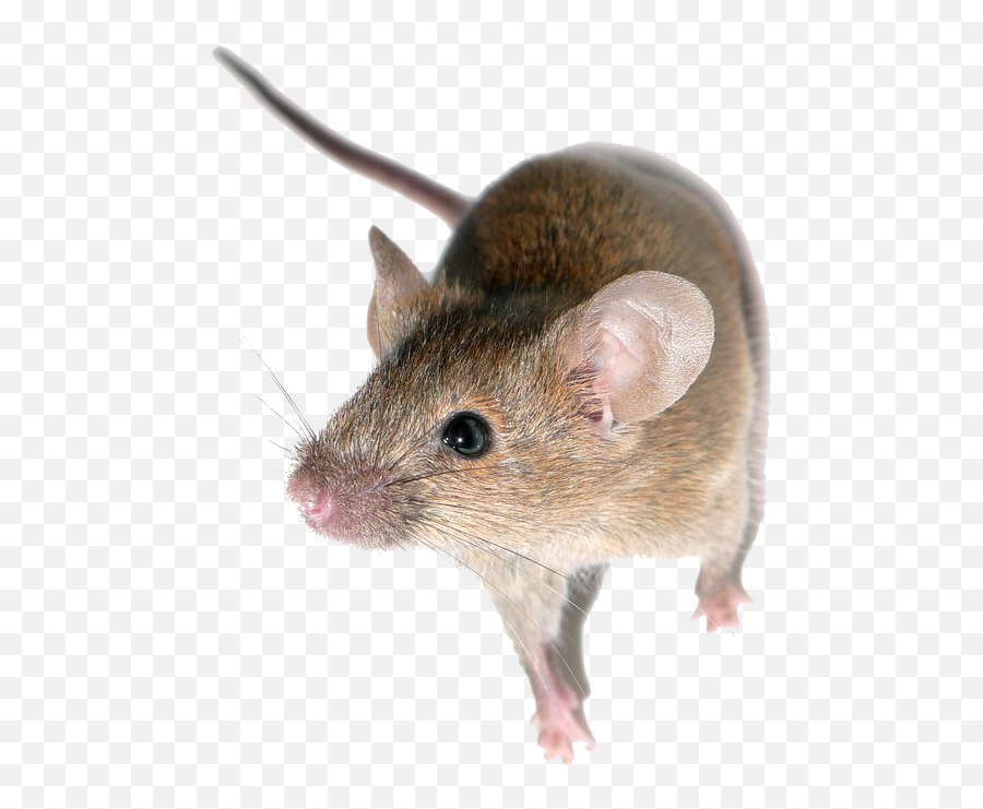 Mouse Transparent Free Png - Knockout Mouse,Mice Png