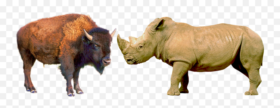 Bison Bull Herbivores - Free Photo On Pixabay Rhino Bison Png,Bison Png
