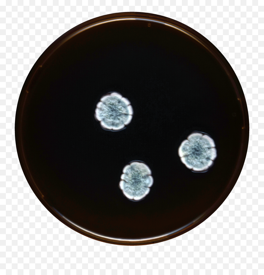 Aspergillus Subversicolor Meaox - Circle Png,Sub Button Png