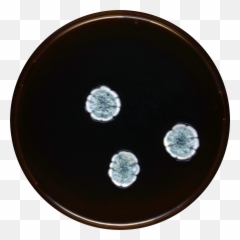 Aspergillus Subversicolor Meaox - Circle png