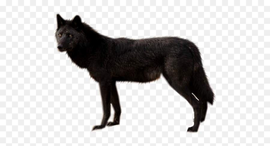 Black Wolf Png - Black Wolf Pic Png,Black Wolf Png
