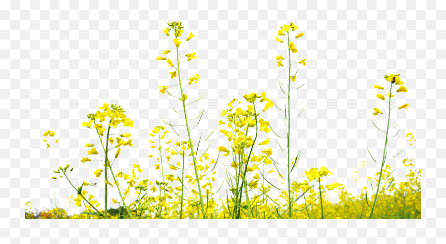 Rapeseed Flower Field Transparent - Transparent Field Flowers Png,Yellow Flower Png