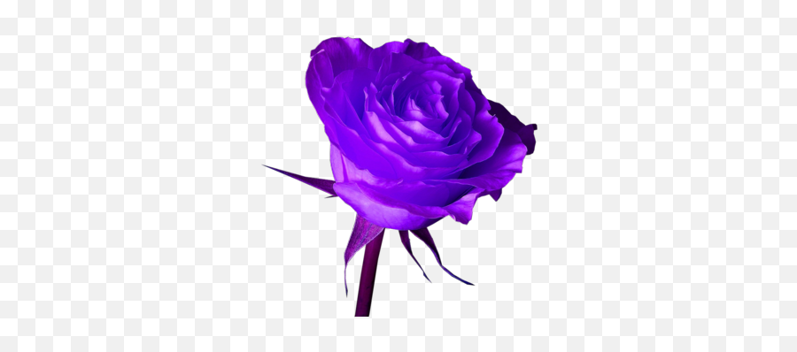 17 Psds Purple Rose Images - Purple Rose Png,Purple Rose Png