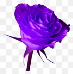 17 Psds Purple Rose Images - png
