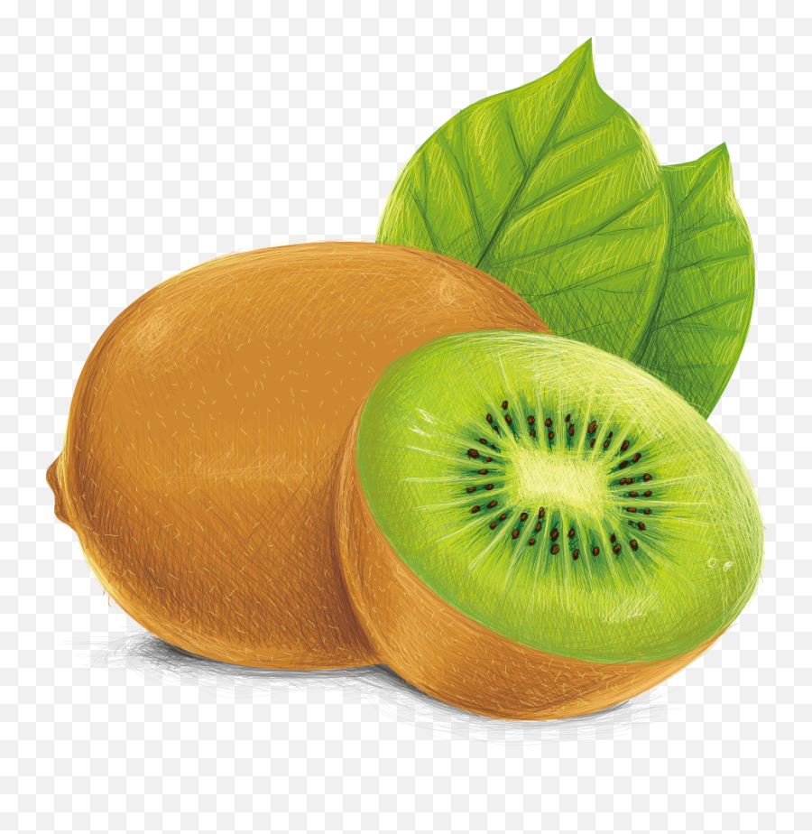 Kiwifruit Vecteur Illustration - Kiwi Fruit Vector Png,Kiwi Png