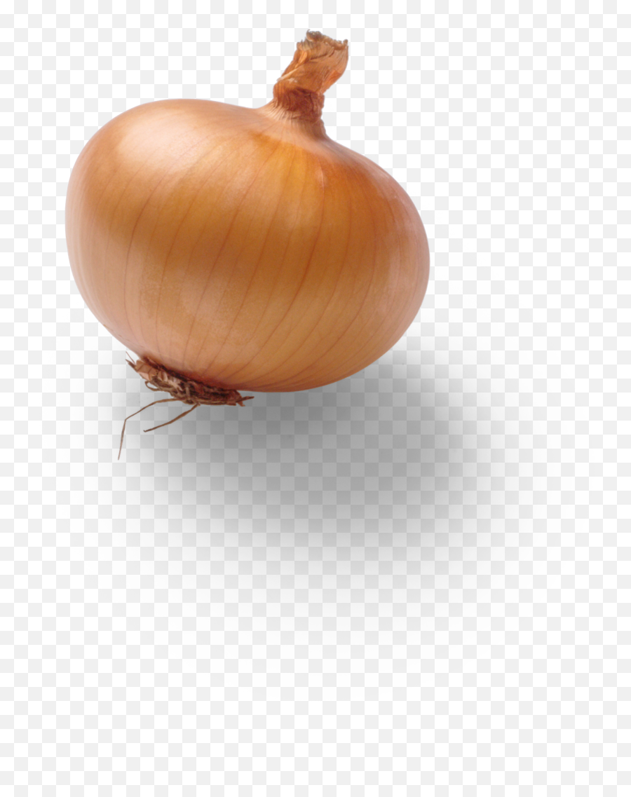 Onion Graphic Asset Png Garlic Transparent Background