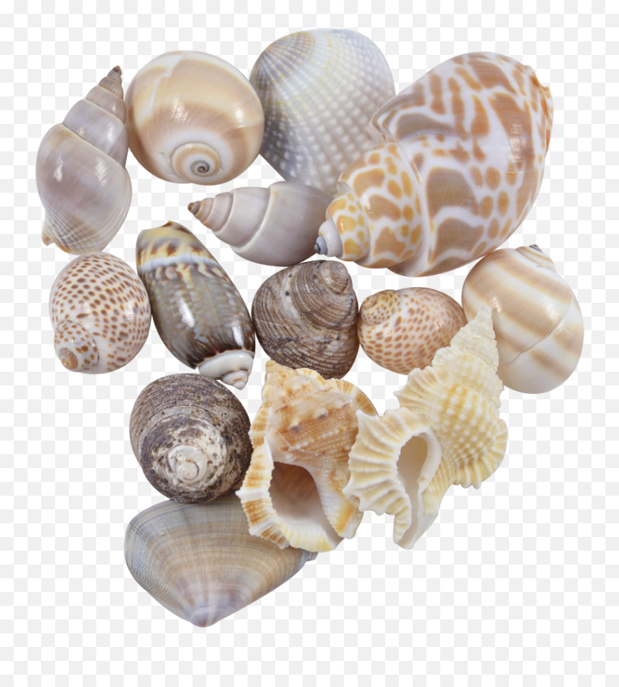 Download Indian Mix Assorted Craft Seashells Medium 1 - 1 Seashell Png,Seashells Png