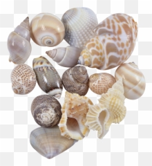 Download Indian Mix Assorted Craft Seashells Medium 1 - 1 Seashell Png,Seashells Png