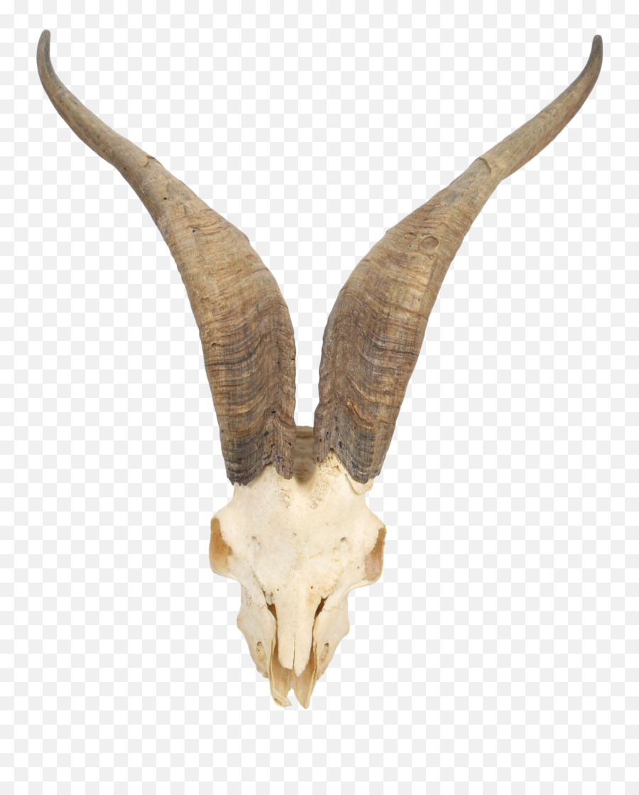Waterbuck Png Images - Free Png Library Mountain Goat Skull,Goat Head Png